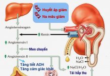 Renin – Angiotensin – Aldosterone System