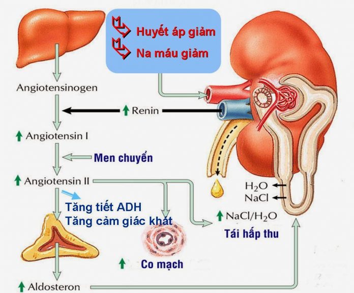 Renin – Angiotensin – Aldosterone System