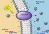 THUỐC ỨC CHẾ BƠM PROTON: CÂN NHẮC SỬ DỤNG TRONG THỜI GIAN DÀI